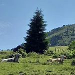 Daire Dahoam Am Berg *