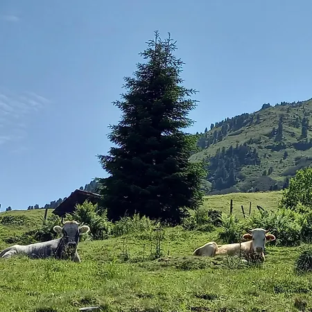 Apartmán Dahoam Am Berg *